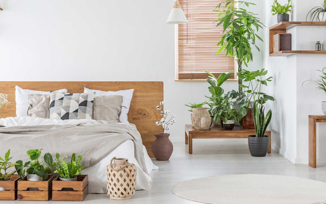 Pflanzen fürs Schlafzimmer